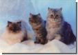 A14 - Grusskarte Katzen