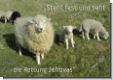 A20 - Grusskarte Schafe auf Weide